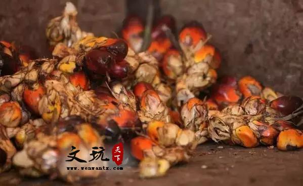 白玉菩提、菩提根、象牙果，对比分类大盘点-5