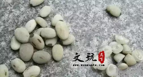 白玉菩提、菩提根、象牙果，对比分类大盘点-9