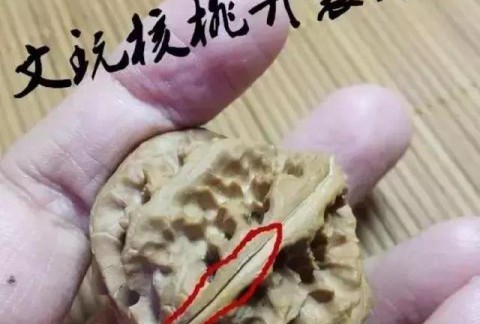 文玩核桃和橄榄核为什么容易开裂？大裂和小裂各有修补妙法