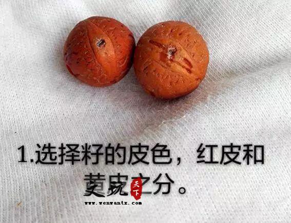 凤眼菩提的正确盘玩攻略-3