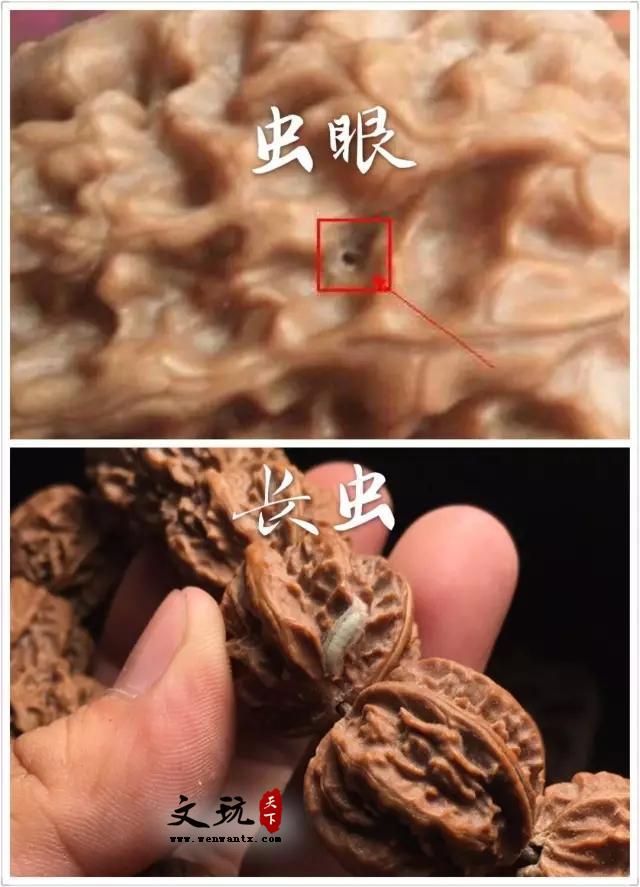 文玩小核桃常有误区！看完最好能明白！-1