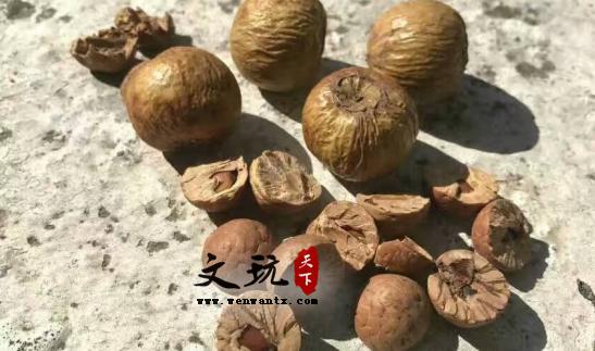 凤眼菩提内部构造讲解-8